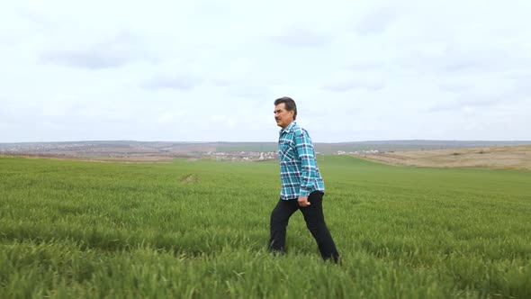 Senior Farmer in Young Green Wheat Field and Examining Crop