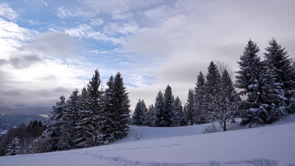 Trees the Winter Carpathian Mountains