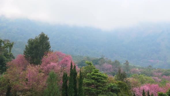 Misty Mountains with Tropical Greenery on Rainy Day with Blooming Cherry Blossom