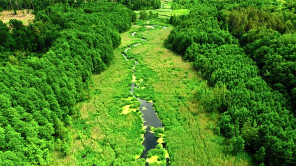 Flying above green swamp and river in spring, Poland
