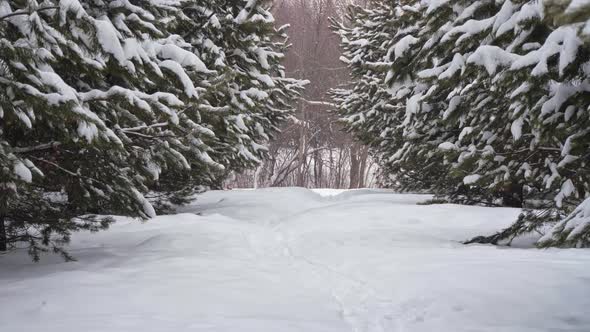 Siberian Park in Winter During the Snowfall