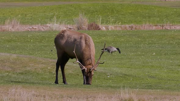 A herd of wild elks grazing on grass