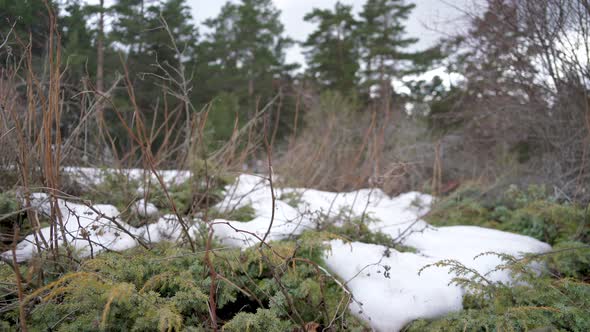 Bushes in Snowy Forest Floor