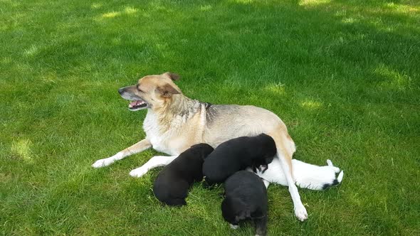 Red-haired mongrel dog breastfeeds her newborn puppies on a green lawn and gently licks