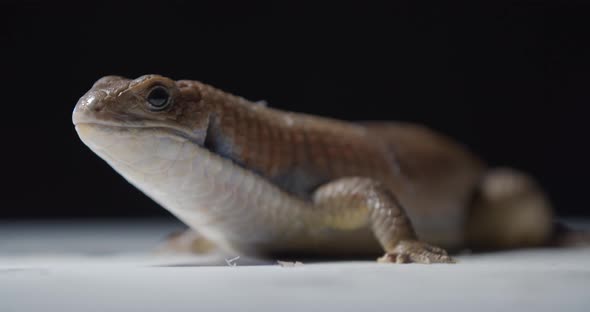 Adorable Blue Tongue Skink is Turning Around and Running Away Wildlife