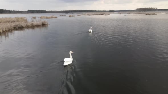 White Swans Swim in the Lake