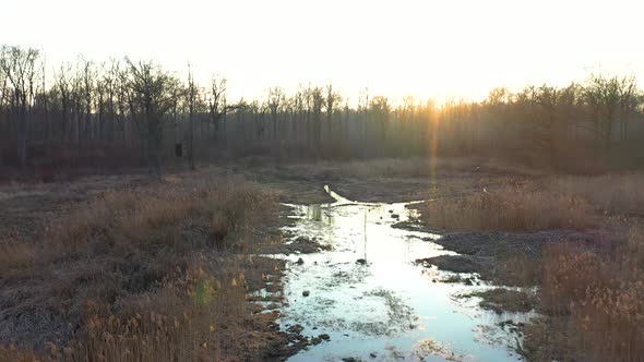 [DRONE] slow and low push in/orbiting shot of a swamp in the woods in spring