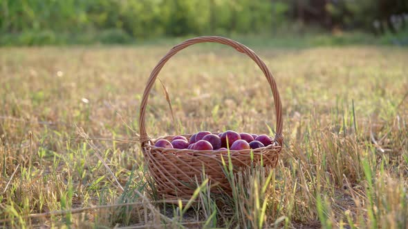 Basket with Ripe Plums Outdoors on Mown Hay Woman's Legs are Taking Away the Basket