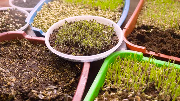 Home Growing Micro Green Sprout Salad