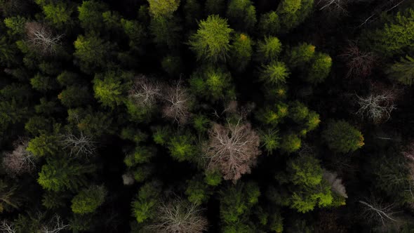 Aerial View of the Autumn Forest