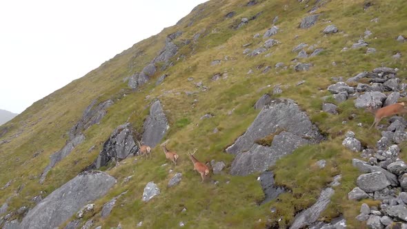 Deer Running On Mountains