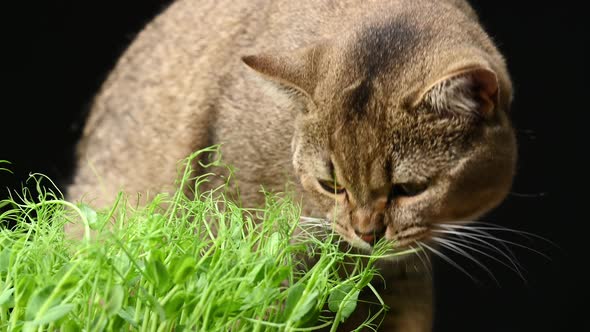 cat Scottish straight chinchilla eats green sprouts of peas