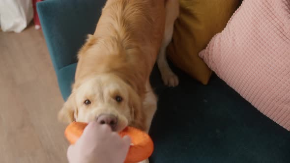 Positive Man Playing with His Golden Retriever Dog at Home Happy Student Live with His Pet Cozy Home