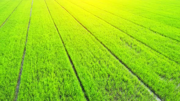 4K Aerial view of agriculture in rice fields for cultivation