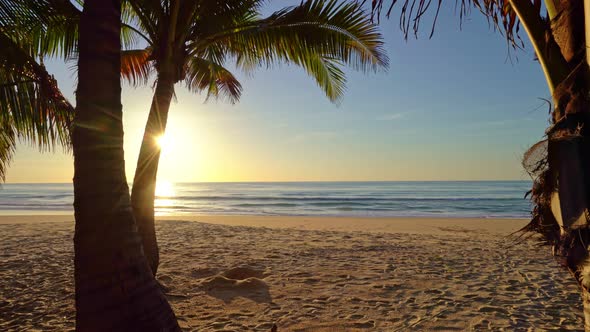 Beautiful coconut palm trees on the beach Phuket Thailand, Phuket Islands Palms trees on the ocean.