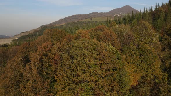 Forest View in Autumn