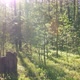 Sunrise in summer forest - VideoHive Item for Sale