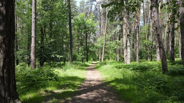 Beautiful Green Forest on a Summer Day Slow Motion