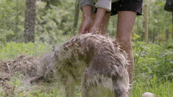 DOG BATHING - Husky and collie mix shakes water off, slow motion rear view