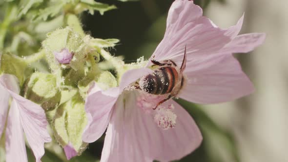 A busy bee is collecting pollen from pink wildflower. Close-up, side view of honey bee gathering foo