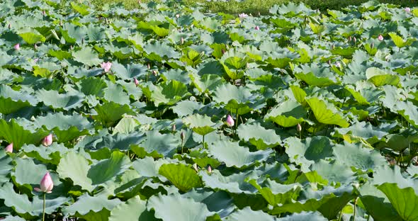 Lotus flower pond