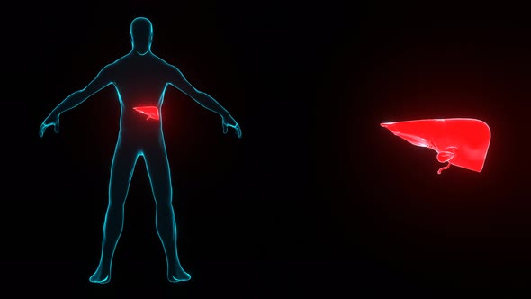 Human body with liver disease hologram.