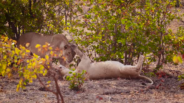 African Lion in Kruger National Park, South Africa