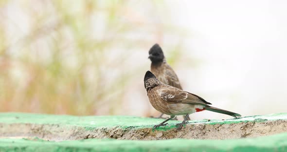 Pair of Red Vented Bulbul birds sit on edge of a man made water body to quench their thirst during a