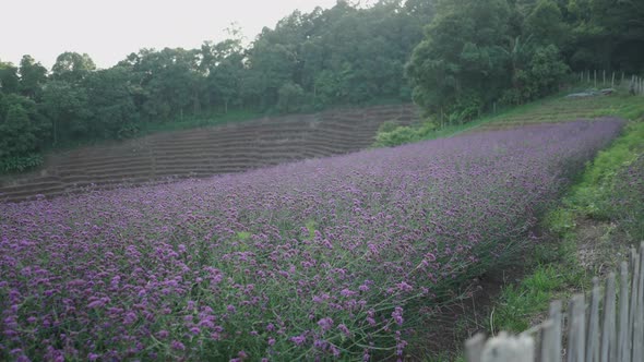 Panning Shot of Plantation of Purple Flowers on Hill in Thailand