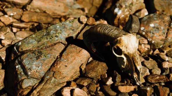 Ram Skull on Desert Rocks