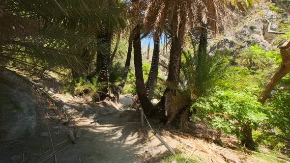 Walking in the Palm Forest. Crete Island, Greece