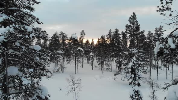 Forest near Saariselkaa, Lapland, Finland