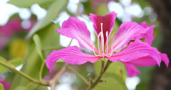 Bauhinia purpurea flower