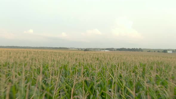 Field Of Dream, Iowa Cornfields