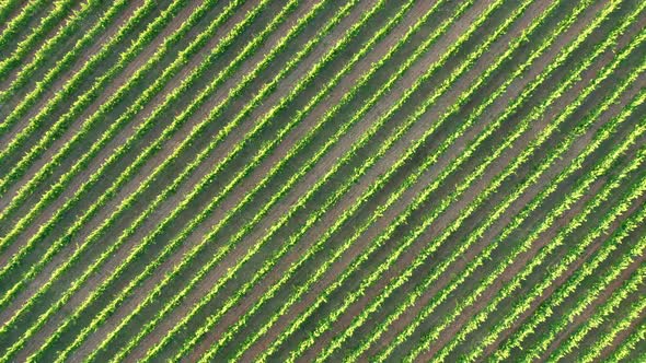 Green vineyard in summer - large plantation with rows of grape-bearing vines grown for winemaking