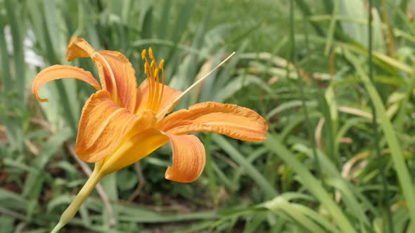 Beautiful blooming  tawny day-lily plant in the garden 4K 2160p 30fps UltraHD footage - Close-up ora