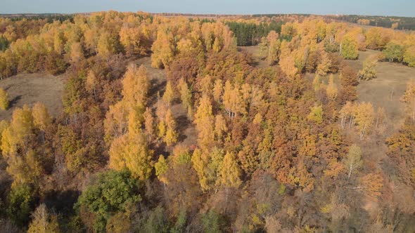 Yellow trees from above