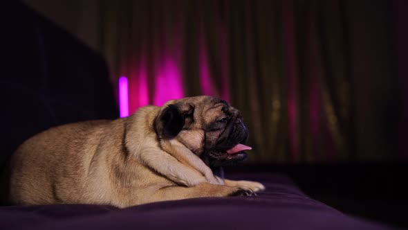 Funny Pug Lying on the Couch at Home