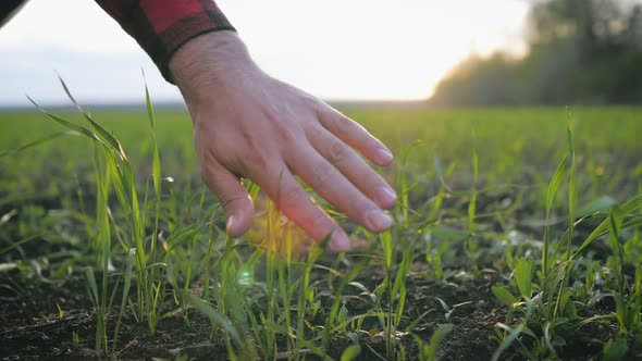 Farmer Hand Touches Green Wheat Crop Germ Agriculture Industry