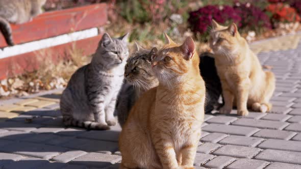 A Large Flock of Stray Cats is Sitting on Paving Slabs Waiting for Feeding