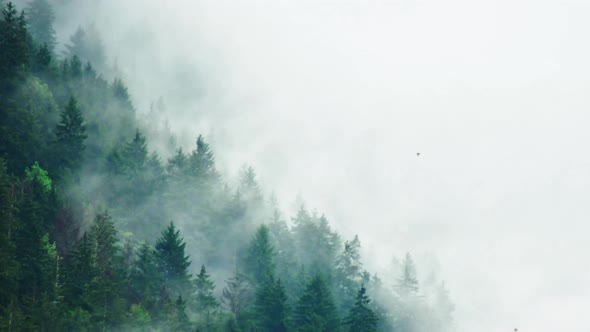 Timelapse Of Misty Forest In Mountains