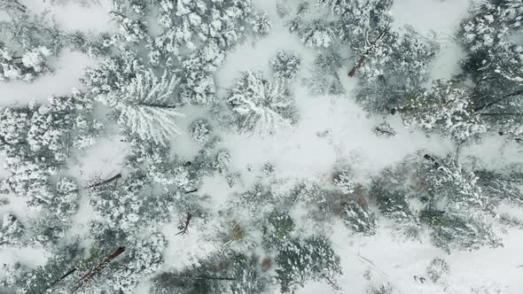 Overhead Aerial View of Scenic Winter Forest Covered with White Fresh Snow