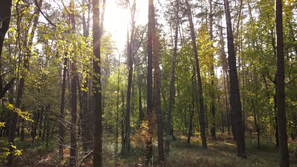 Trees in the Forest on an Autumn Day