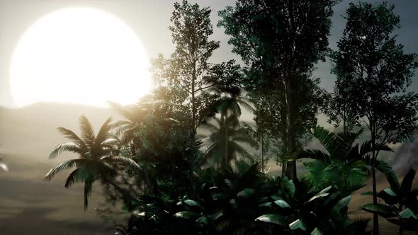 Coco Palm Trees Tropical Landscape alt