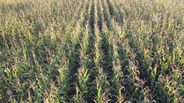 Corn field, flight over the cream of corn stalks, excellent growth