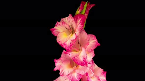 Time lapse of Opening Pink Gladiolus Flower