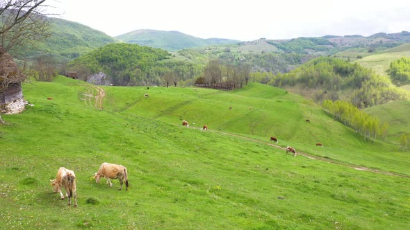 Cows on alpine meadow.