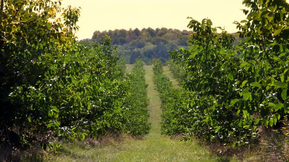 Farm Fields of Walnut Plantations