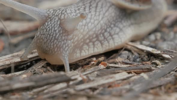 Snail is crossing the street