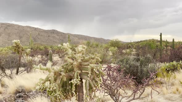 Closeup dolly shot of cholla cactus in Arizona desert, also called Jumping Cactus